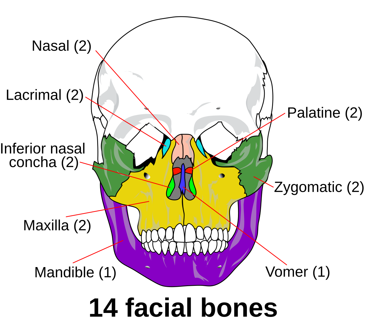 1200px-Facial_skeleton_-_en.svg.png