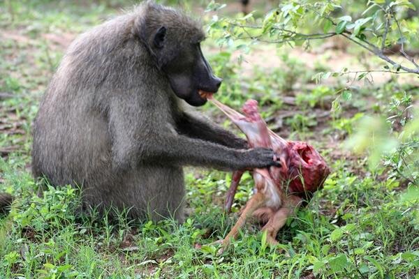 1366444645-Baboon-o.jpg