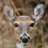 DeerCel