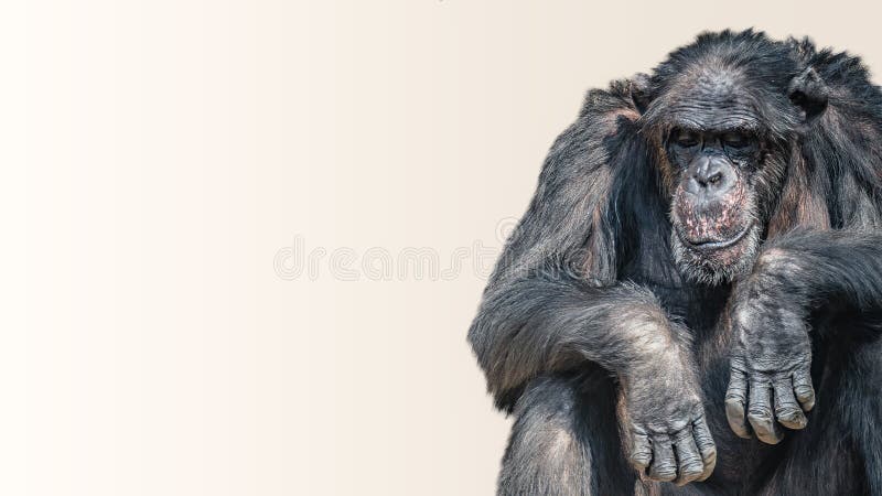 portrait-depressed-tired-old-chimpanzee-smooth-background-closeup-details-paste-space-134507827.jpg