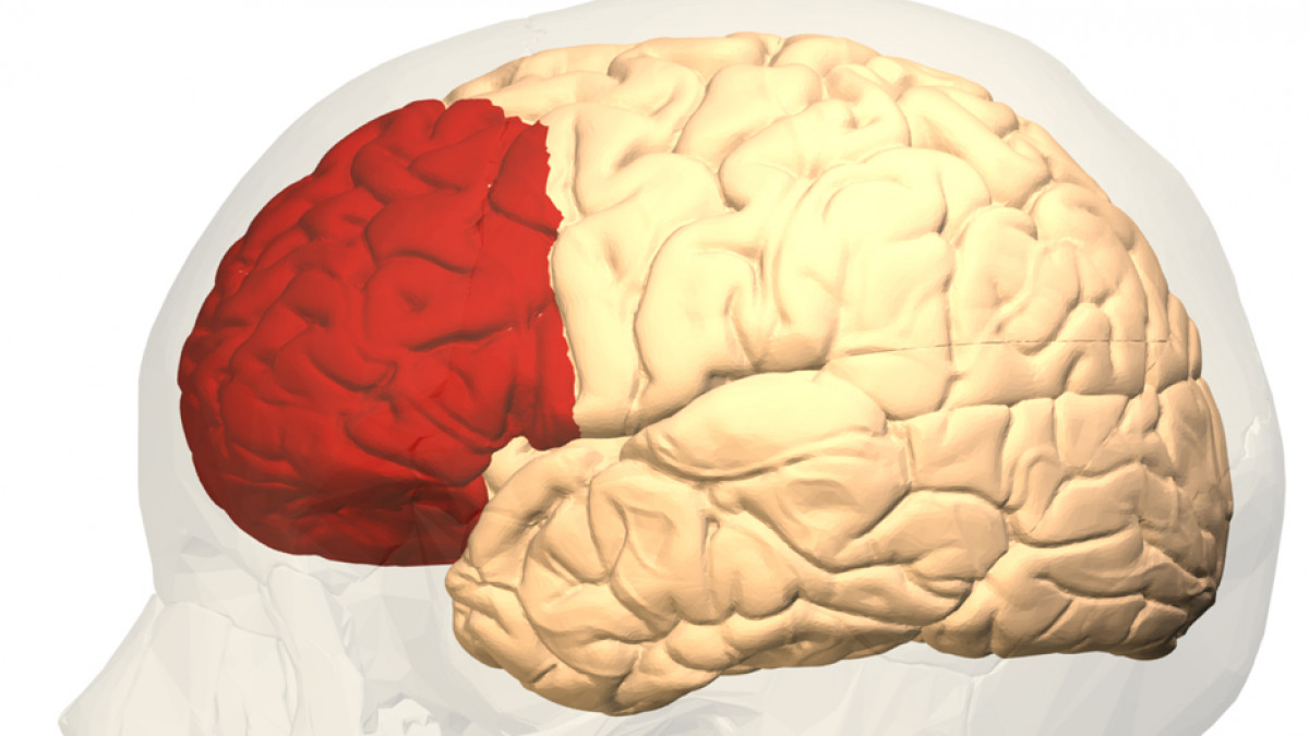 corteza-prefrontal-wide.jpg