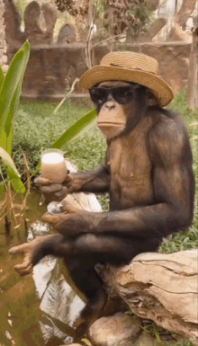 monkey-pina-drink-hat-crandall.gif