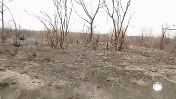 Wild Fire GIF by euronews
