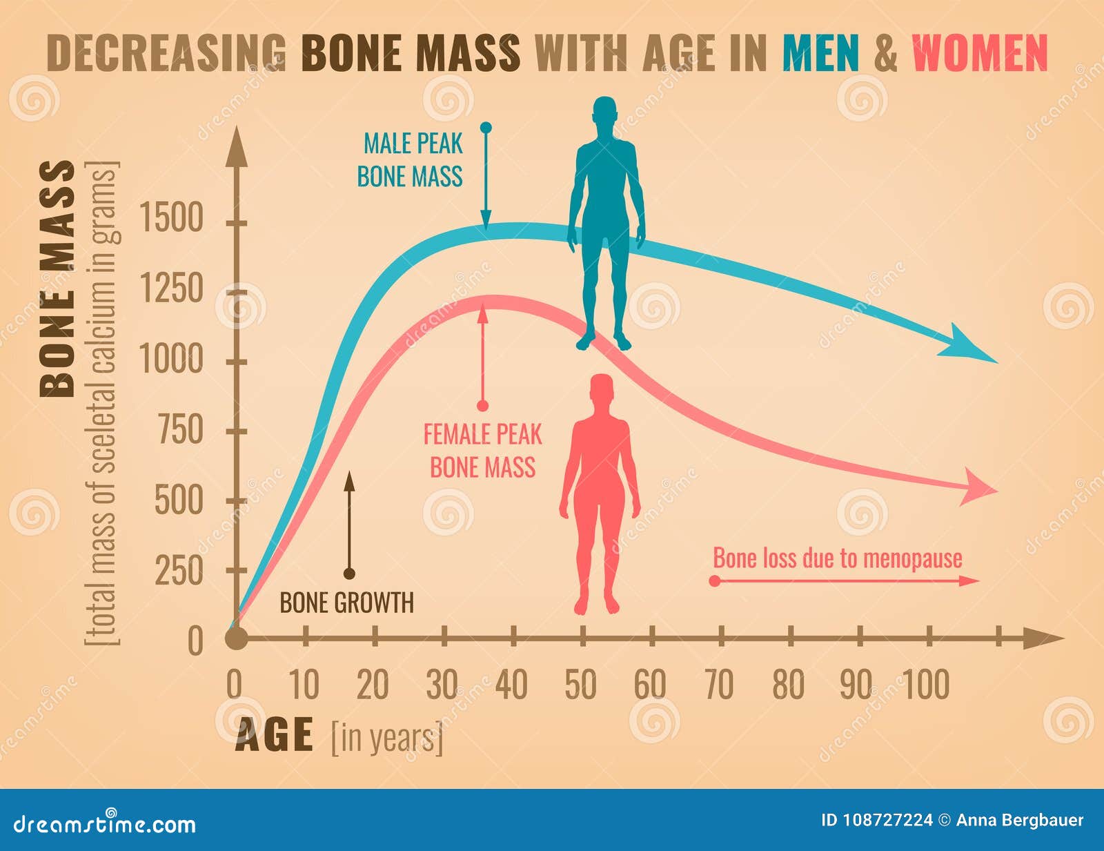 decreasing-bone-mass-age-men-women-detailed-infographic-beige-pink-blue-colors-vector-illustration-healthcare-medicine-108727224.jpg