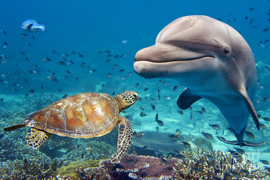 dolphin-and-turtle-underwater-on-reef-andrea-izzotti.jpg