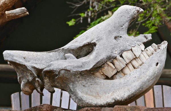 a98555_fossil_2-rhino.jpg