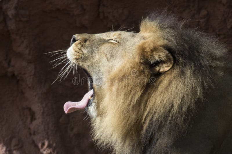 lions-can-moan-grown-roar-yawn-all-same-breath-mane-event-108852889.jpg