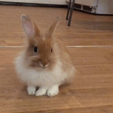 Image tagged with made with tumblr, gif, cute bunny – @morning-bunny-blog1  on Tumblr