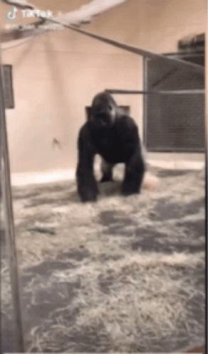 a gorilla is standing on a pile of hay in a room .