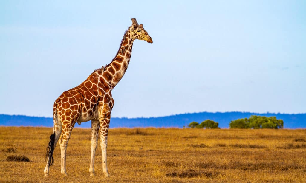 shutterstock_1557735749-1024x614.jpg