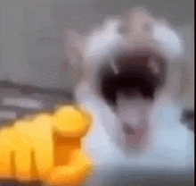 byuntear-cat.gif