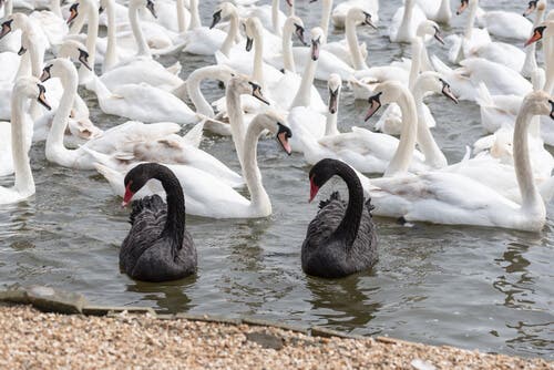 Differences between Black and White Swans - My Animals