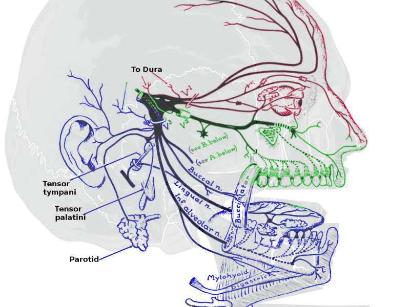Figure, Trigeminal nerve. Image courtesy S Bhimji MD] - StatPearls - NCBI  Bookshelf