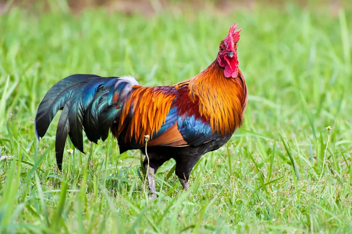 Rooster.jpg.webp