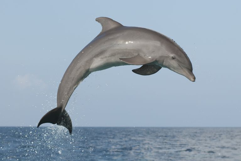 atlantic-bottlenose-dolphin--jumping-high-during-a-dolphin-training-demonstration-154724035-59ce93949abed50011352530.jpg