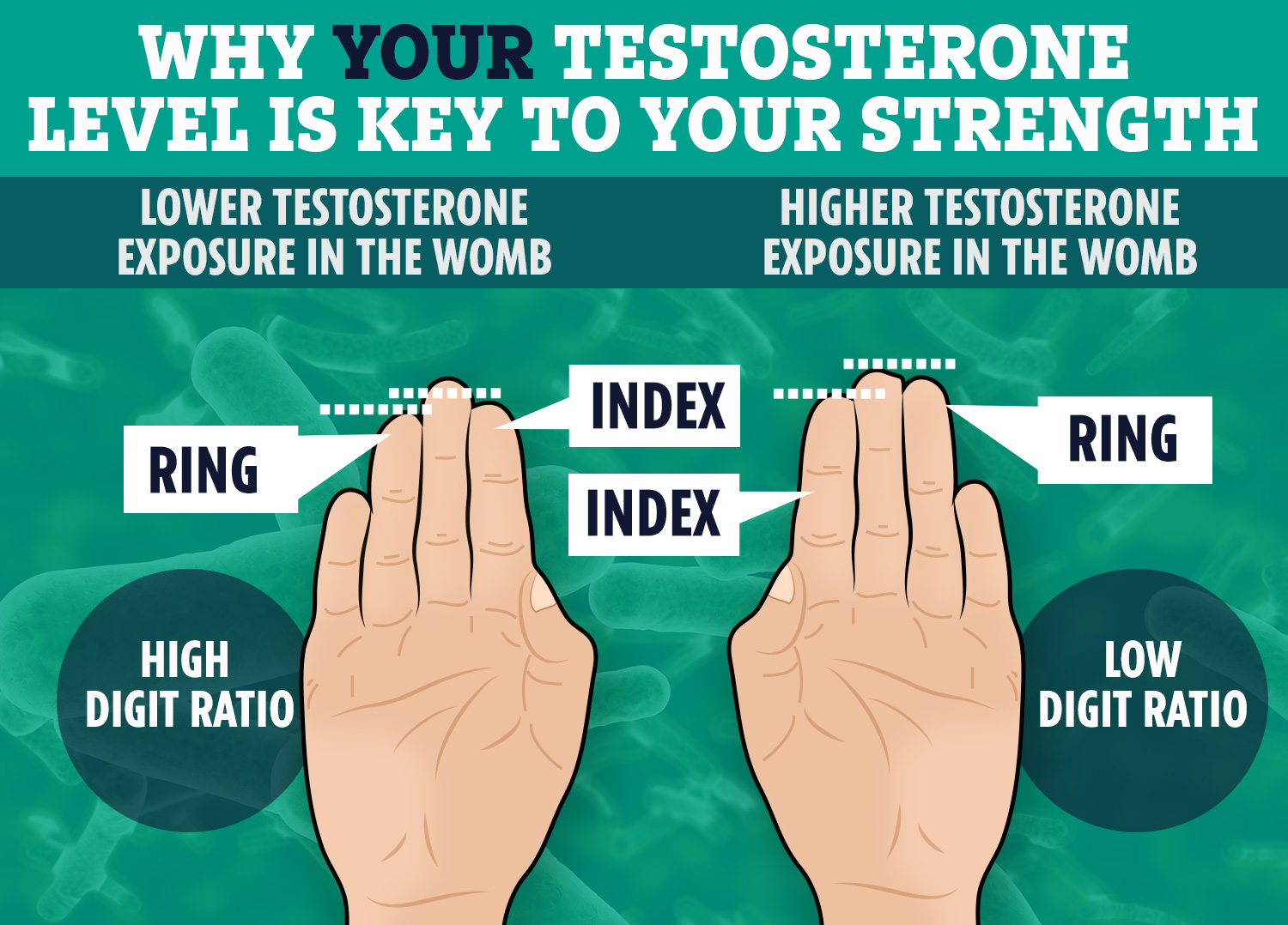 A woman's finger length may determine how strong they are, study says