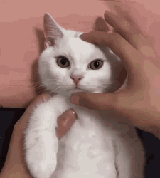 grumpy-white-cat-dk36d4w45ftv1q3t.gif