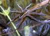 image of Great raft spider