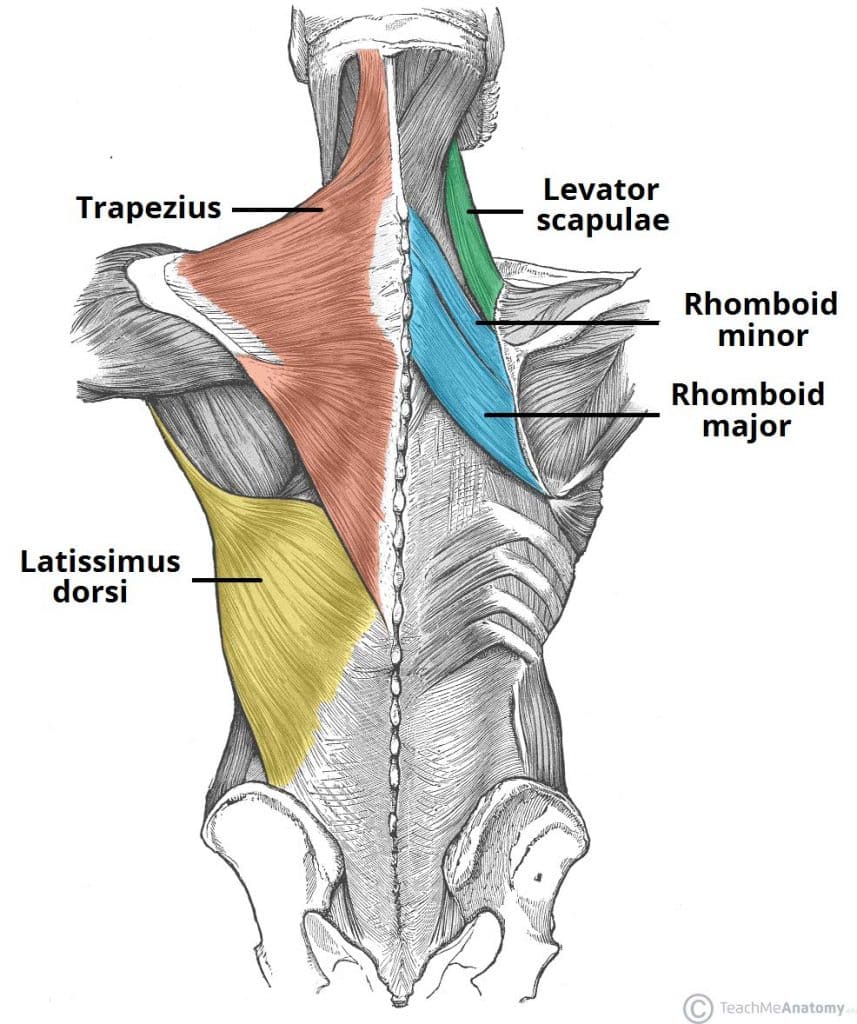 Latissimus Dorsi - Innervation - Blood Supply - TeachMeAnatomy