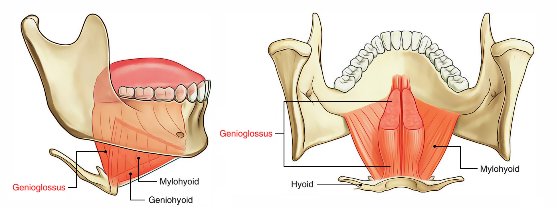 Genioglossus-Muscle.webp