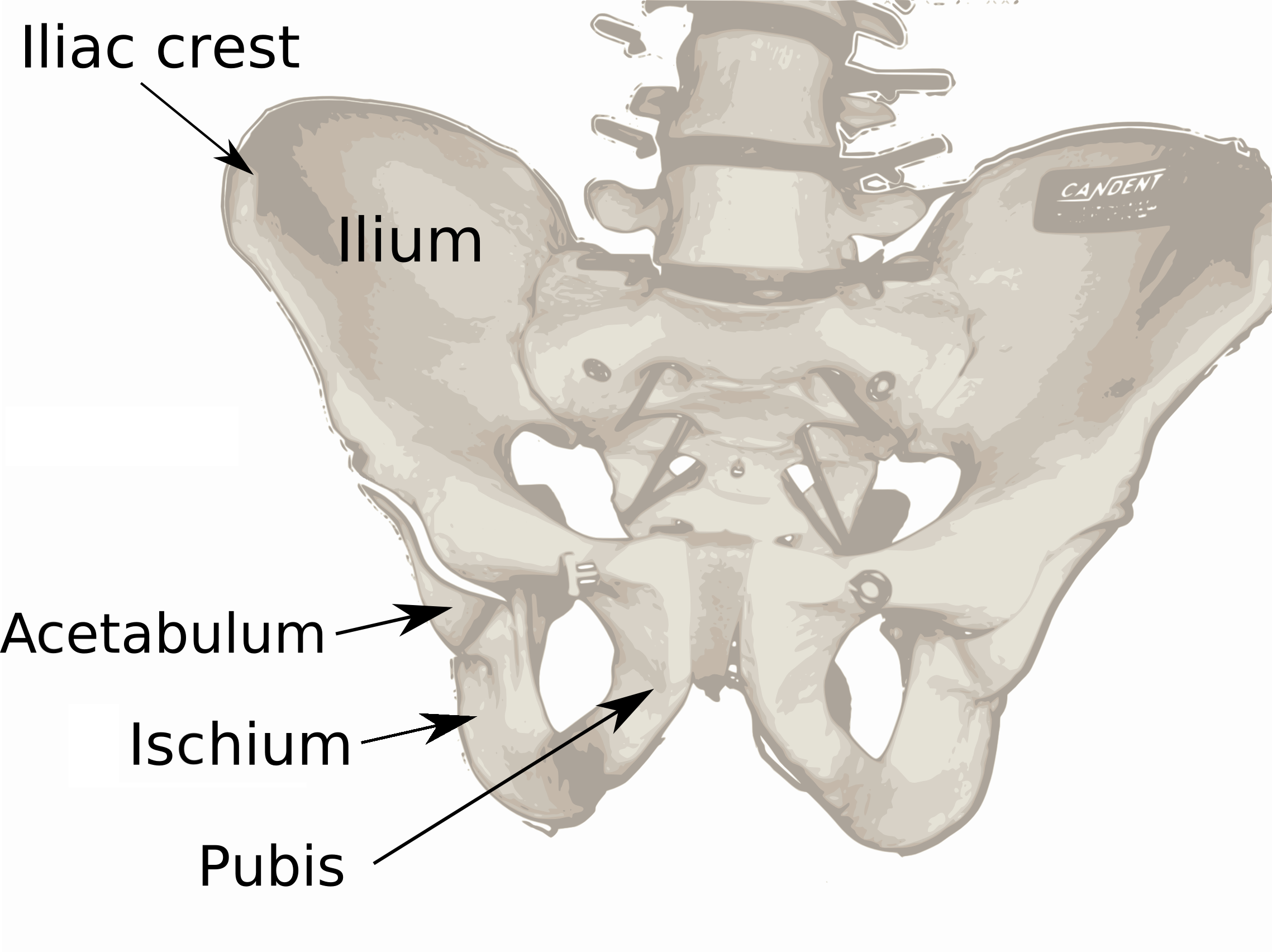 Pelvis_diagram.png