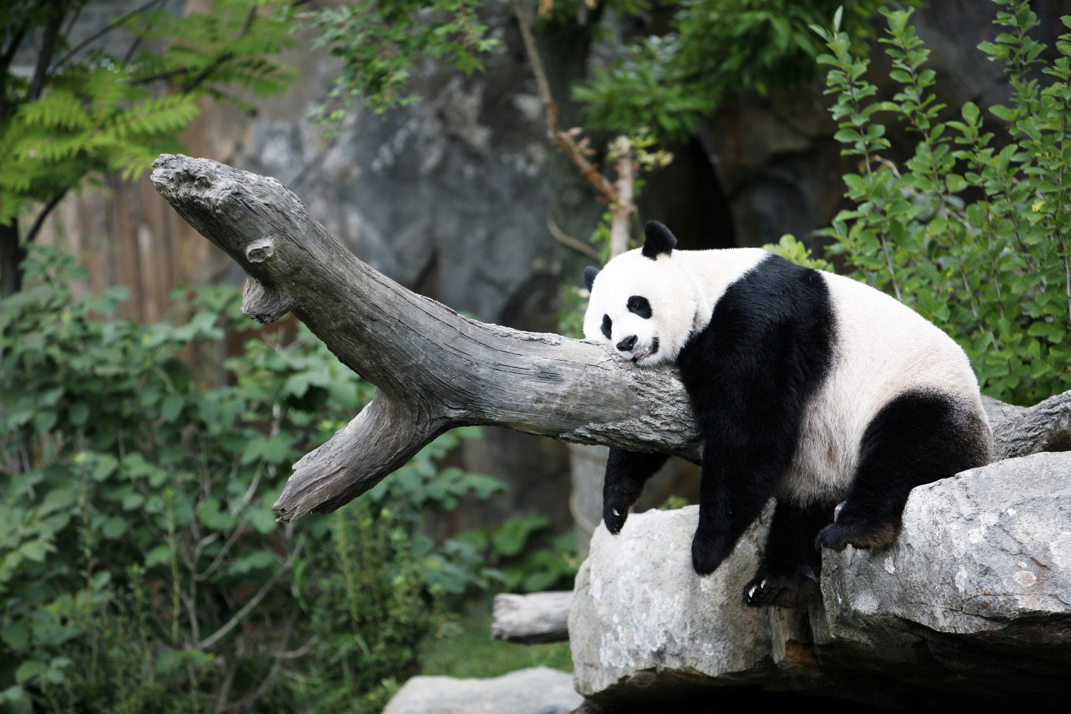 Download Sleeping Animal Panda HD Wallpaper