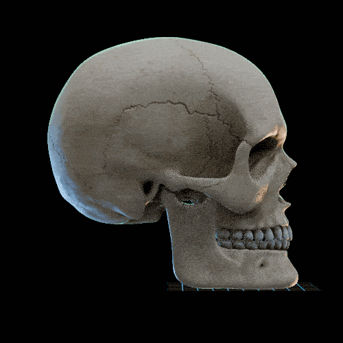 Mandibular 2