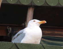 Seagull Meme Seagull GIF - Seagull Meme Seagull Meme - Discover & Share GIFs