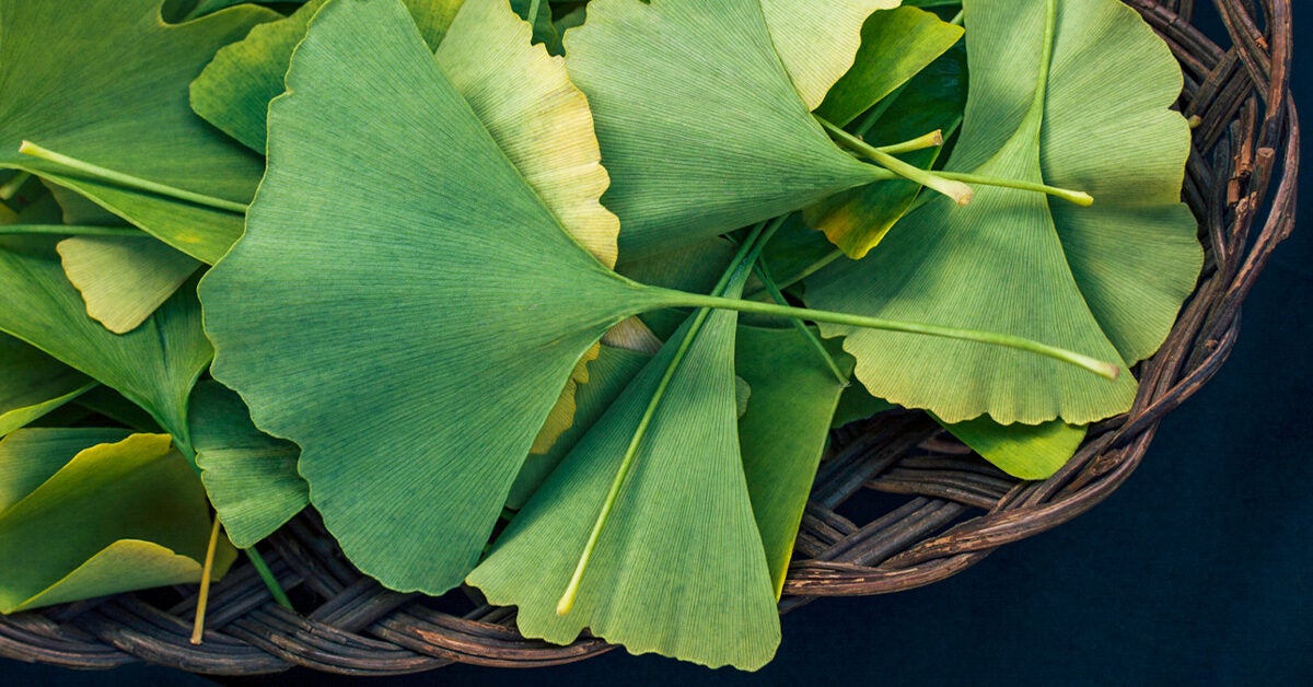 Ginkgo-Biloba-1296x728-facebook-1200x628.jpg