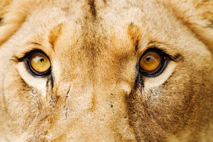 10 Interesting Facts About Lion Eyes - Africa Freak