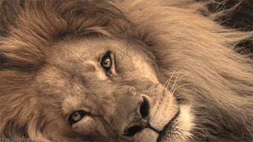 9e93e0d6030b11dc01cdb78a1ab75fbf.gif