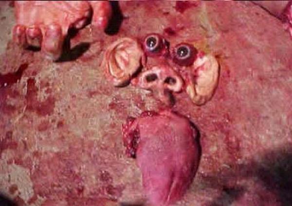 www.horrorgalore.com