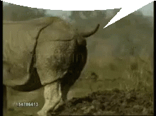 a rhino with a speech bubble that says 164784113