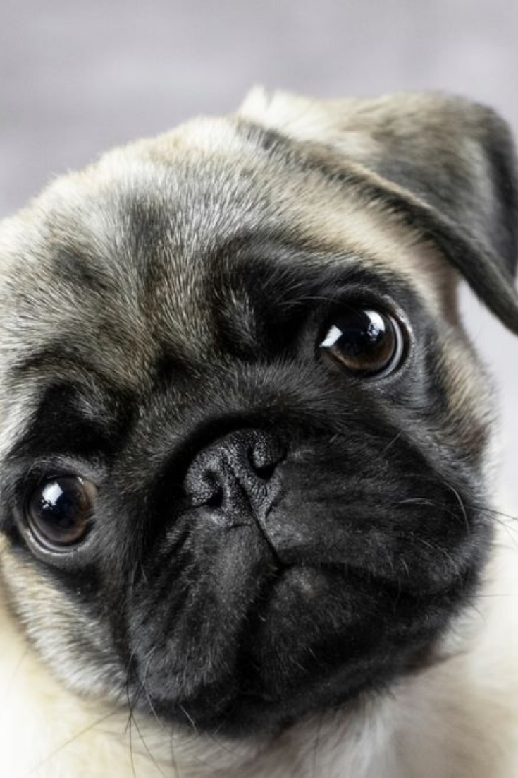 Image result for pug face
