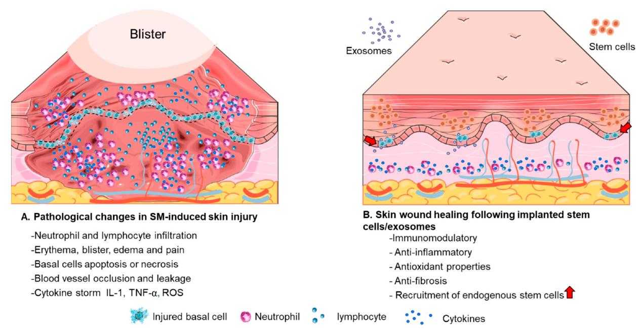 exosomes-and-stem-cells-differences-and-benefits-1.jpg