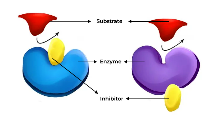 Allostericenzyme.png