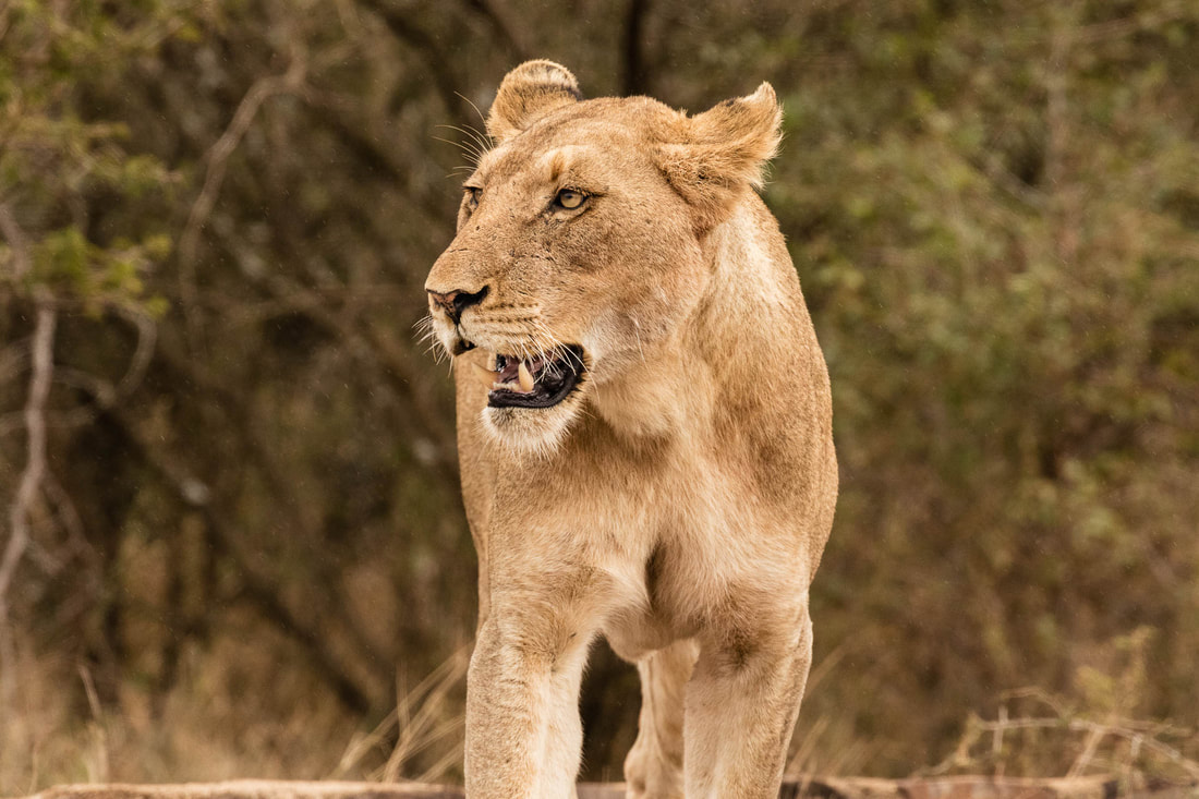 2018-07-16-female-lioness-rpn-6103-web_orig.jpg