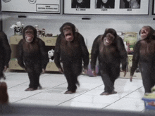 monkey-dancing-chimp.gif
