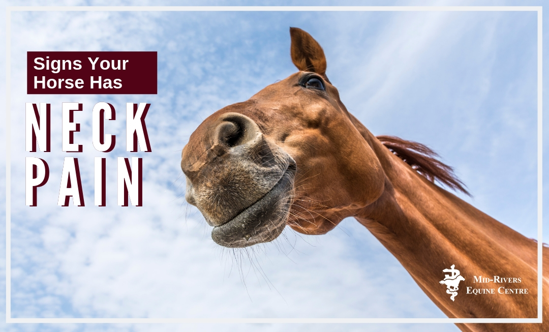 horse-neck-pain.jpg