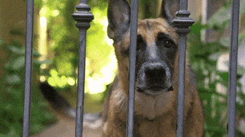 barking bad dog GIF by Nat Geo Wild 