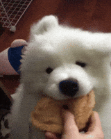 Fluffy Dog GIF