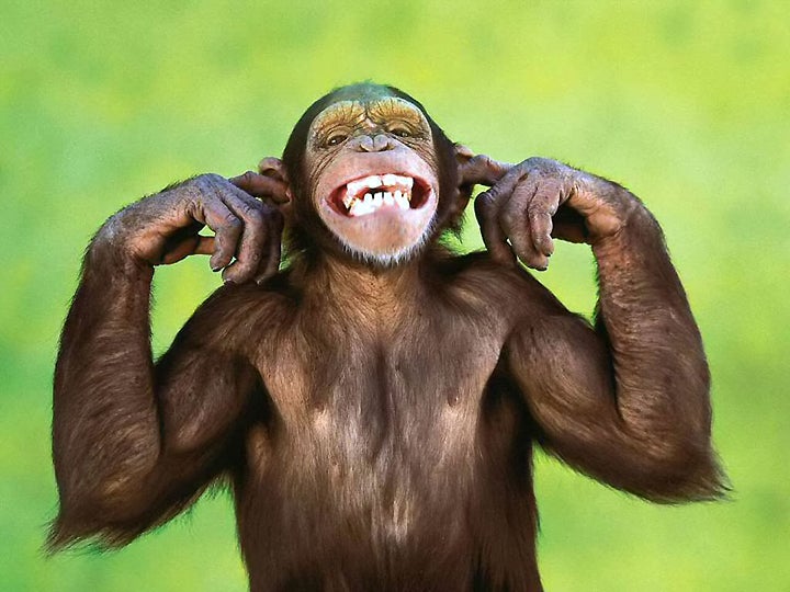 funny-monkey-wallpaper-11-10-2016.jpg