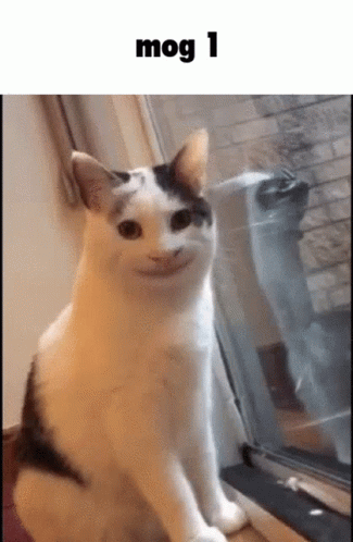 mog1-mog.gif