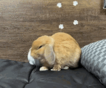 rabbit-bunny.gif