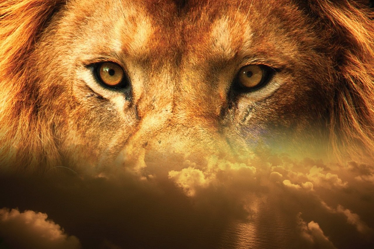 Lion Eyes Sky - Free image on Pixabay