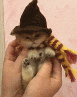 Halloween Kitten GIF
