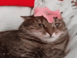 1536175761-the-prophetie-is-true.gif