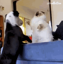 fight-the-pet-collective.gif