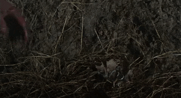 evil dead horror GIF