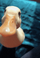 bird attack GIF